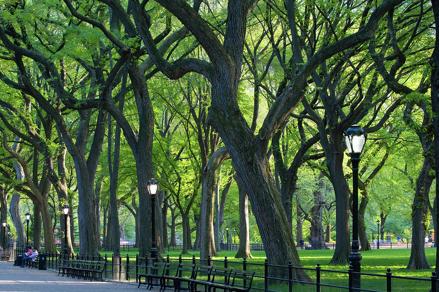 Tree Lined Avenue Central Park Photograph by Travelpix Ltd