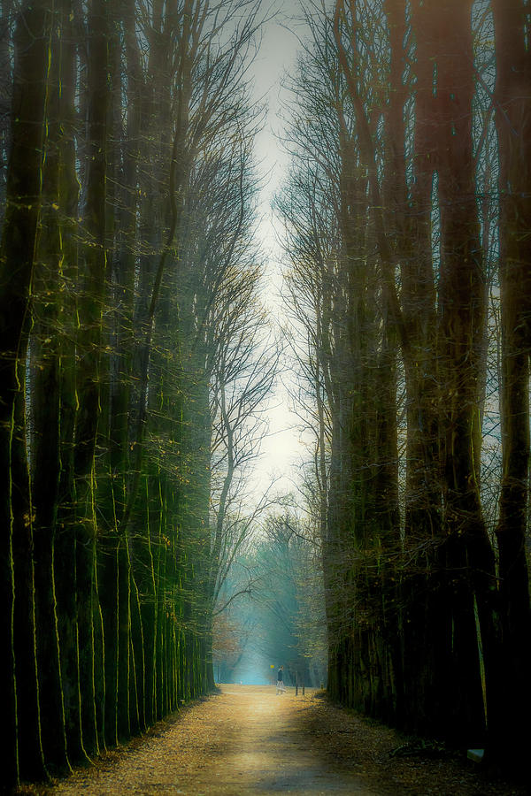 Tree-lined avenue in the park Photograph by Roberto Pagani