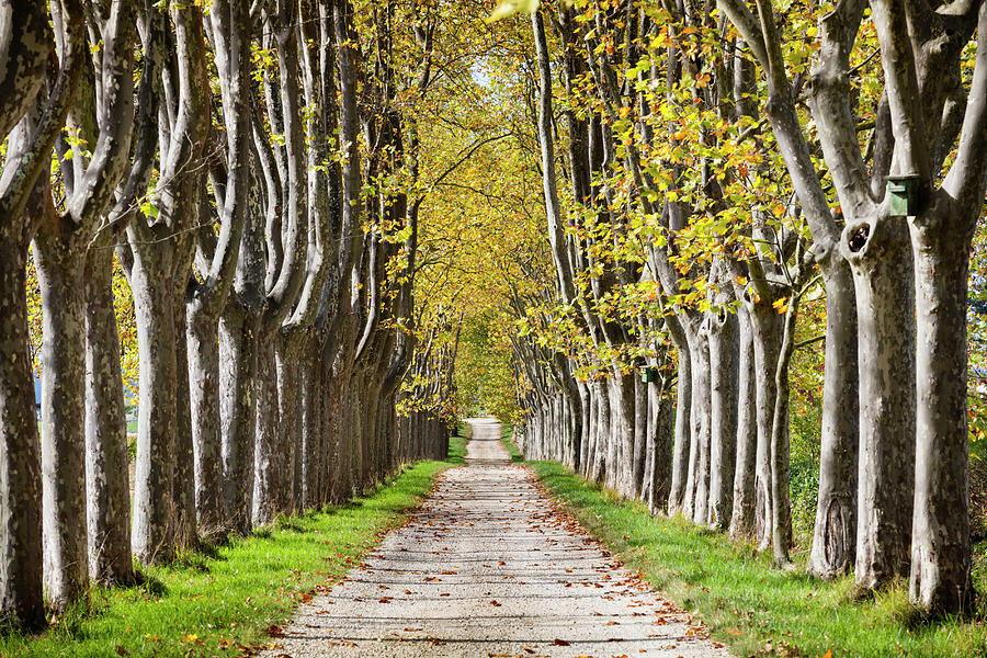 Tree-lined Avenue Digital Art by Massimo Ripani