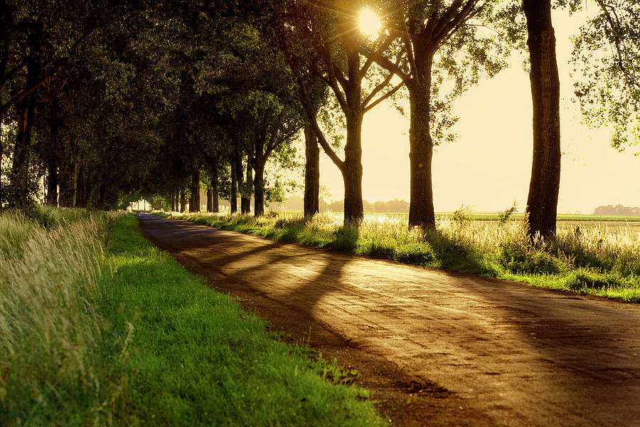 Tree-lined Country Road At Sunset Photograph by Gosiek-b