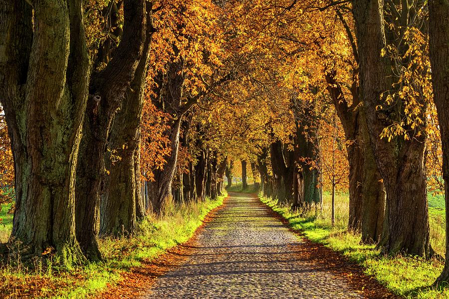 Tree-lined Country Road Digital Art by Reinhard Schmid