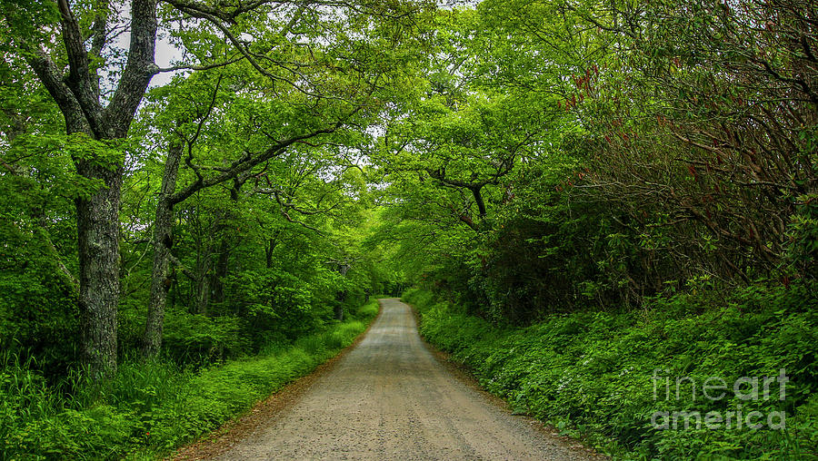 Tree Lined Country Road Photograph by Tom Claud
