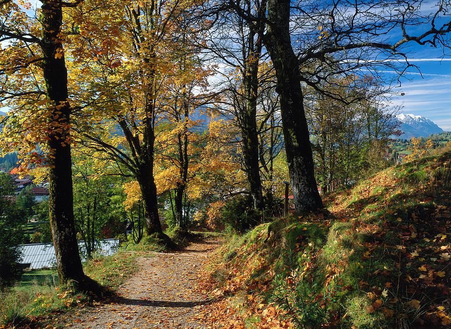Tree Lined Path In Autumn, Germany Digital Art by Reinhard Schmid