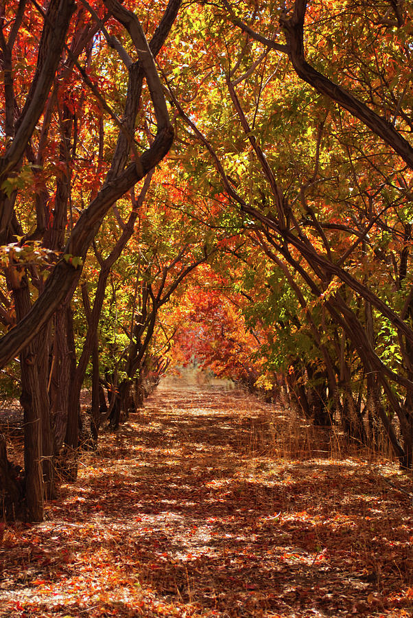 Tree Lined Path Photograph by Scotty Baby - Fine Art America