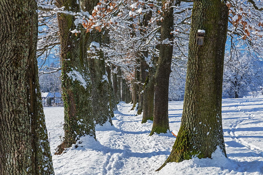 Tree-lined Road In The Snow Digital Art by Reinhard Schmid