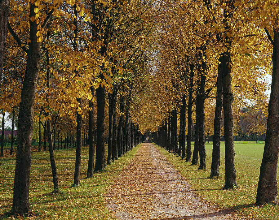 Tree-lined Road Digital Art by Reinhard Schmid - Fine Art America