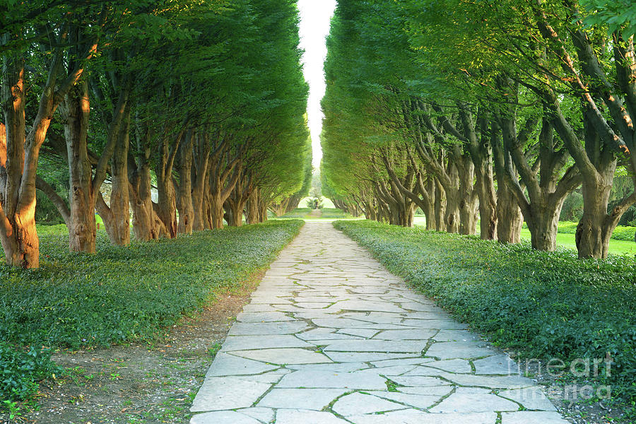 Regal Tree Lined Walkway  Photograph by Maria Janicki