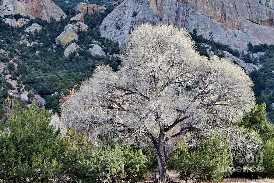Tree-mendous Cave Creek Canyon Photograph by Janet Marie