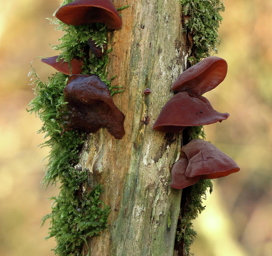 Tree Mushroom Photograph by Lukasz Ryszka