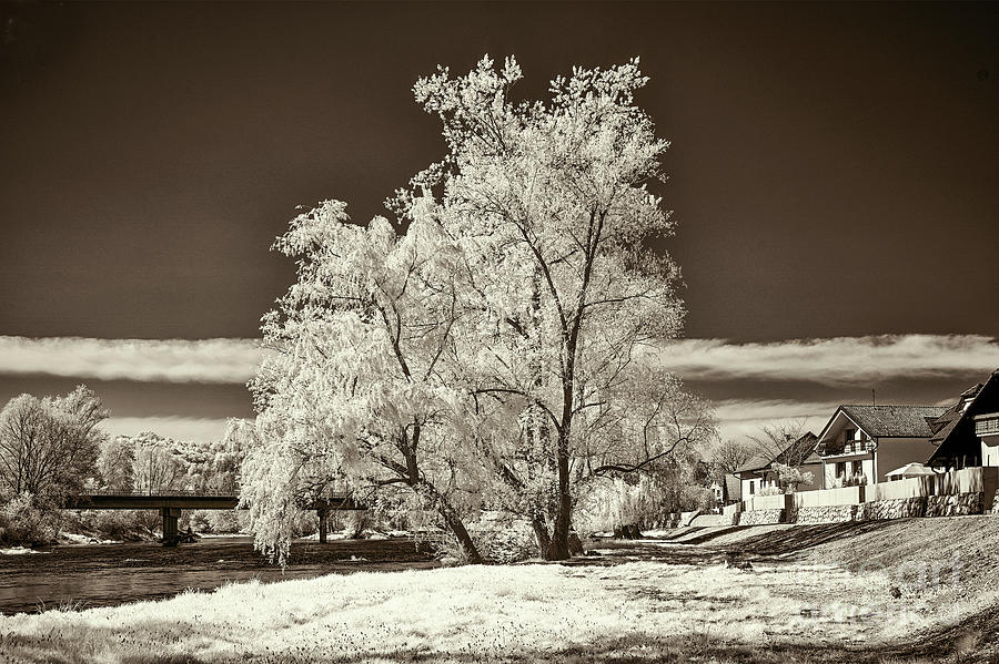 Tree Near the River Krka #2 Photograph by Norman Gabitzsch