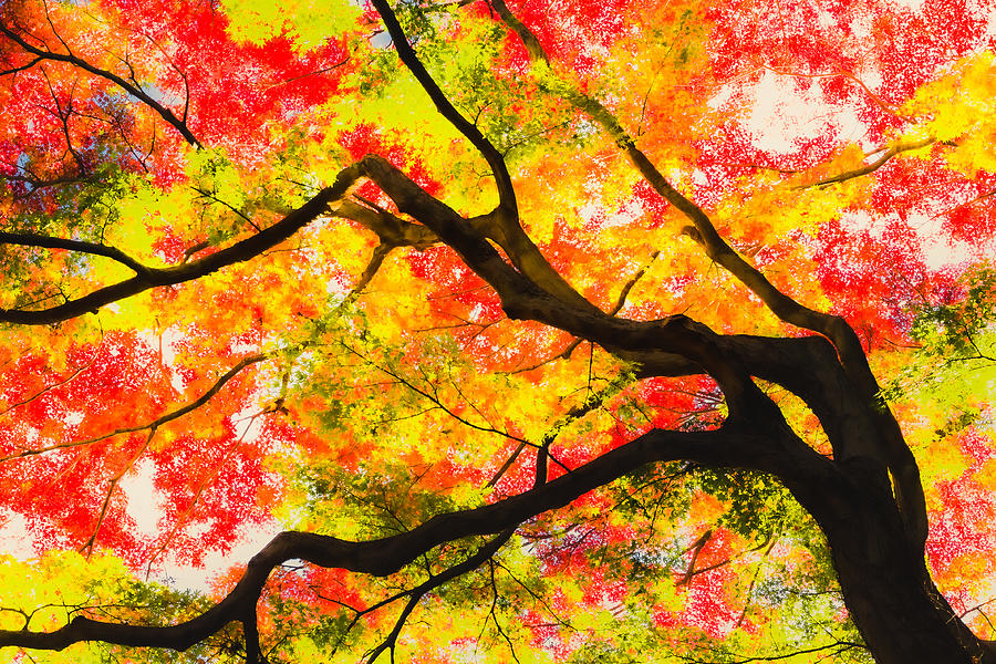 Tree Of Autumnal Colors Photograph by Hideaki Watanabe
