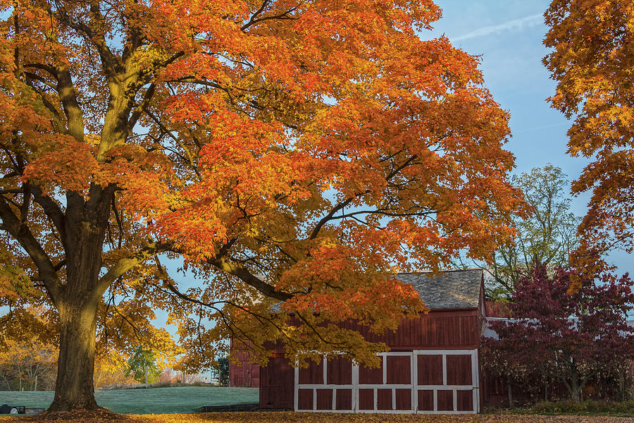 Tree of Hope with Barn Photograph by Angelo Marcialis