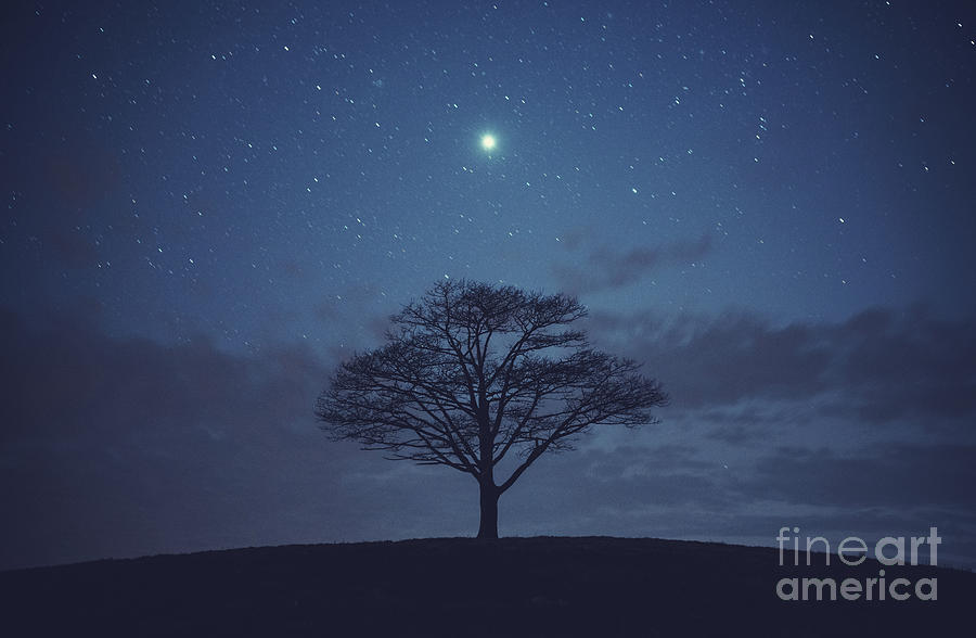 Tree Of Jupiter Photograph by Shaunl