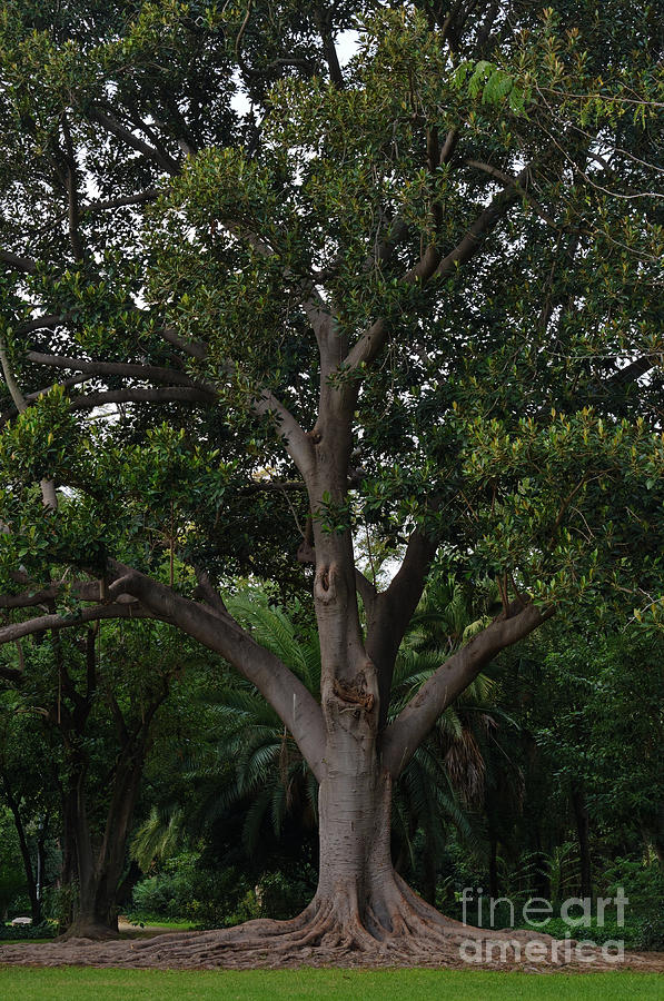 Tree of Life by Angelo DeVal Tree of Life by Angelo DeVal