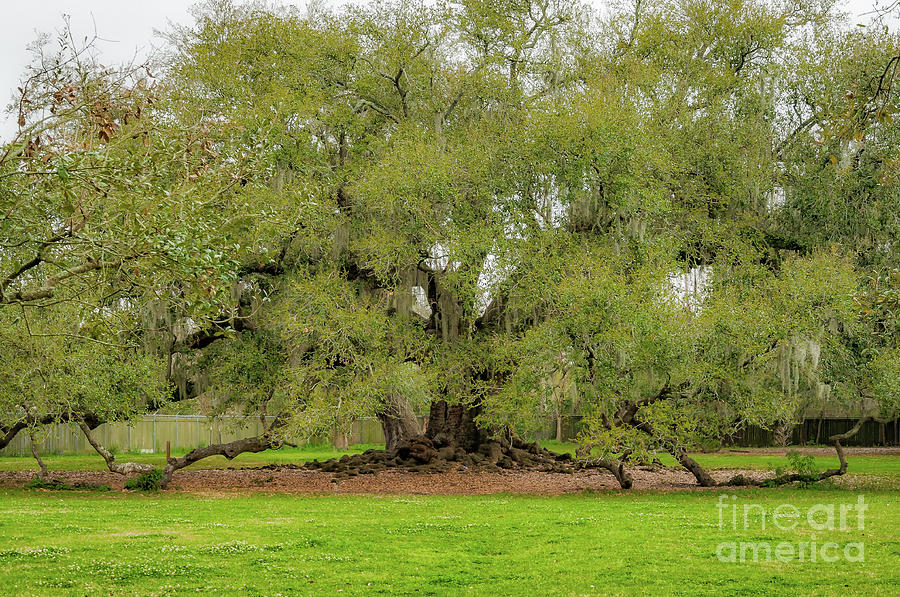 Spring Photograph - Tree of Life Audubon Park NOLA by Kathleen K Parker