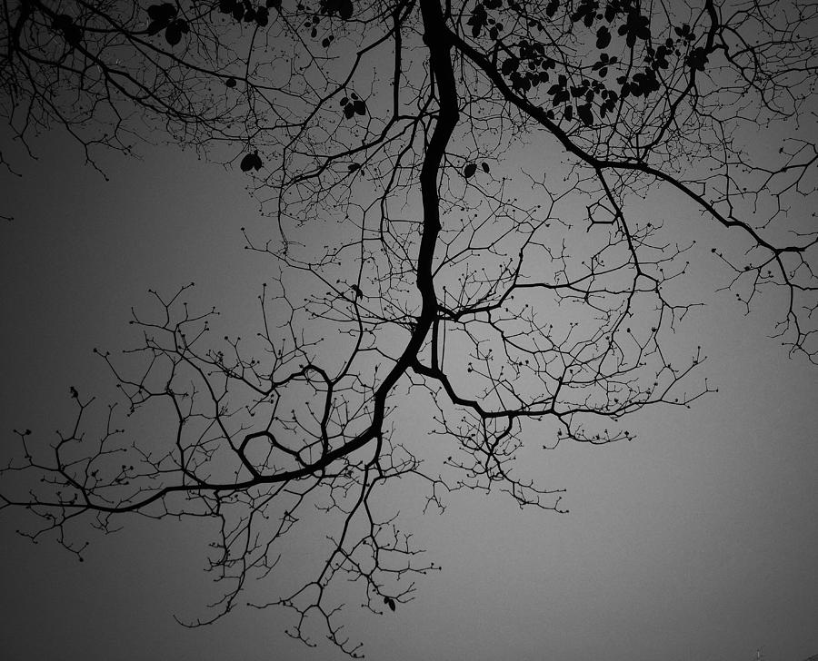 Tree Of Life Photograph by Avinash Singh