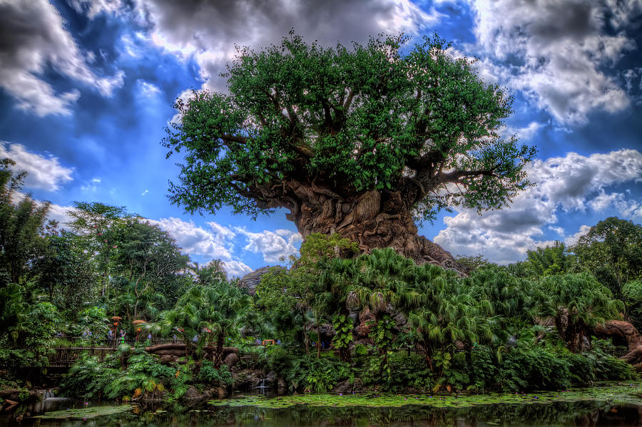 Tree Of Life Photograph by Brad Granger