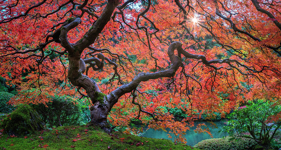 Tree of Life Photograph by David Soldano