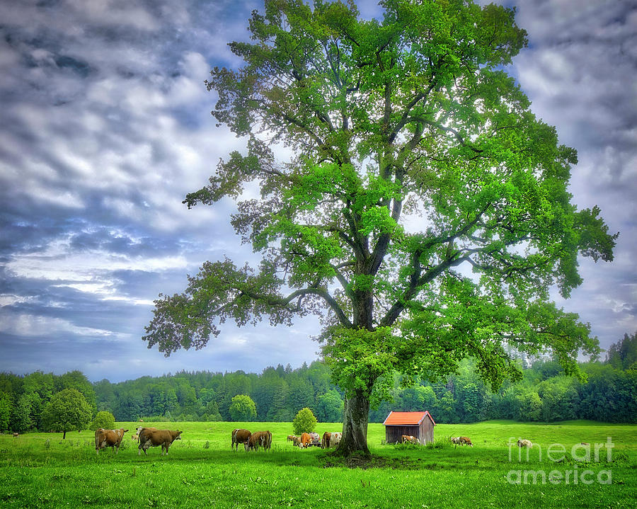 Horizontal Photograph - Tree Of Life by Edmund Nagele Horizontal Photograph - Tree Of Life by Edmund Nagele
