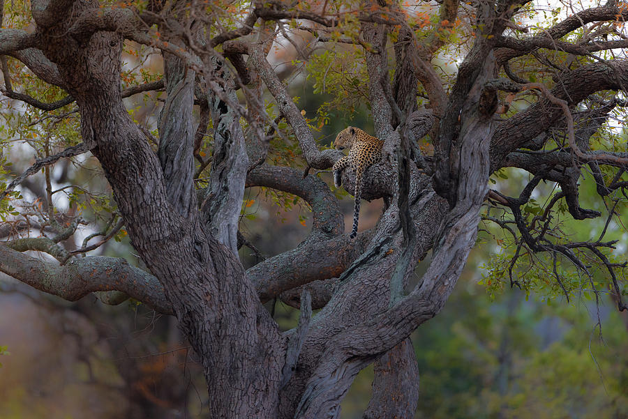 Wildlife Photograph - Tree Of Life by Ozkan Ozmen / Big Lens Adventures