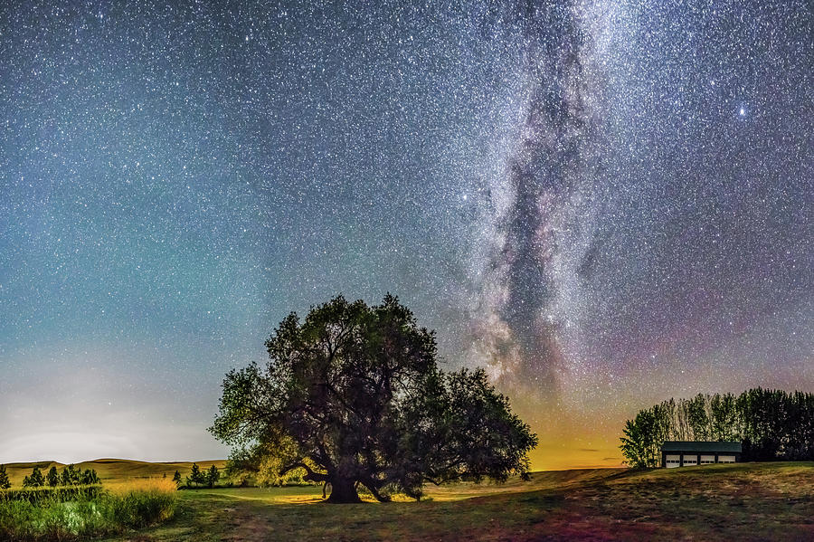 Nature Photograph - Tree of Life Panoramic by Jeremy Tamsen