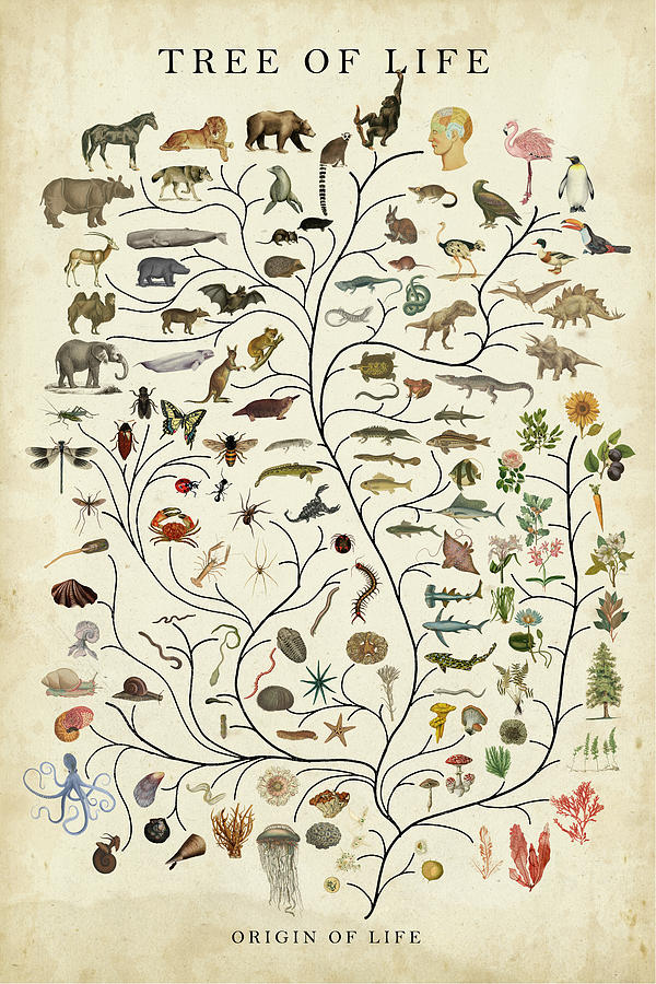 Tree Of Life Painting By Studio W