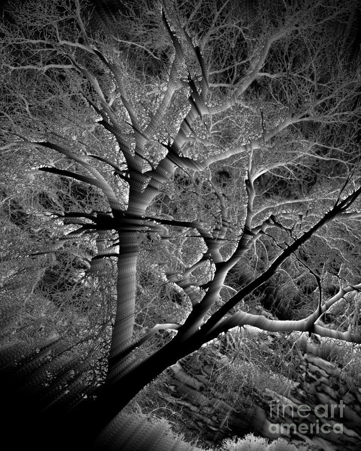 Tree Of Light 2 by Kathy M Krause Tree Of Light 2 by Kathy M Krause
