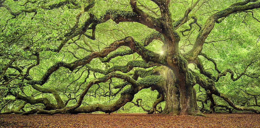 Tree Of Light Color Fl Photograph by Moises Levy - Fine Art America