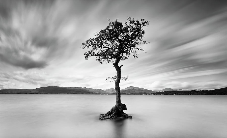 Tree Of The Loch Photograph by Bluefinart