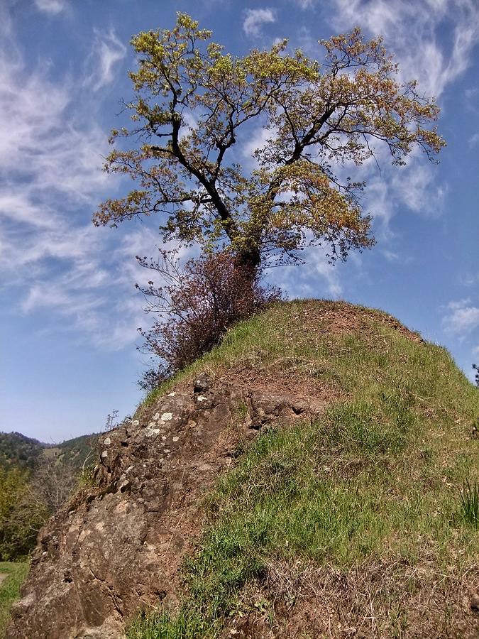 Tree On A Hill Photograph by Kathy Chism