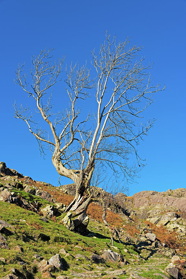 Tree on a Hillside  Photograph by Roy Pedersen