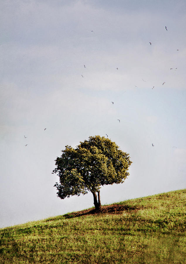 Tree On Hill Photograph by Antonio Arcos Aka Fotonstudio Photography