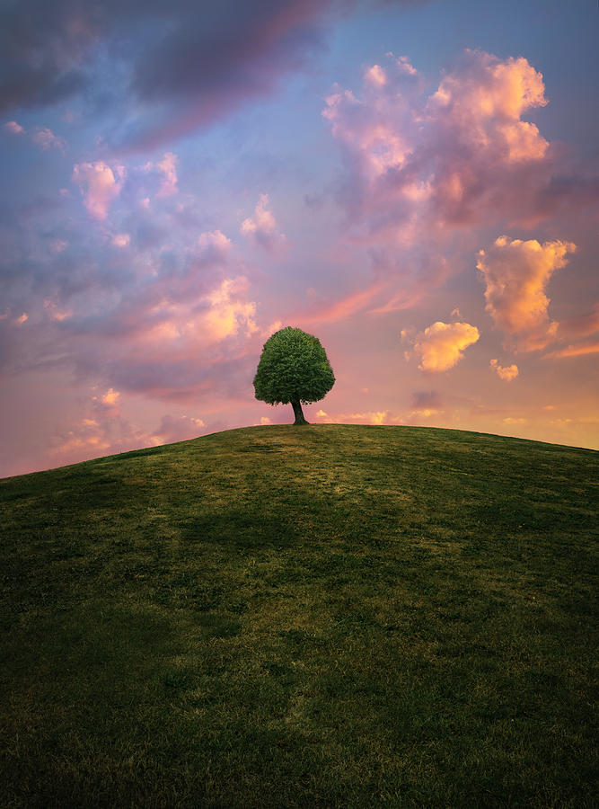 Lonely Tree Photograph - Tree On Hill During Sunset by Christian Lindsten
