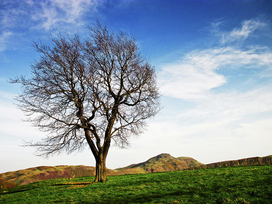 Tree On Hill Photograph by Francesco Damin