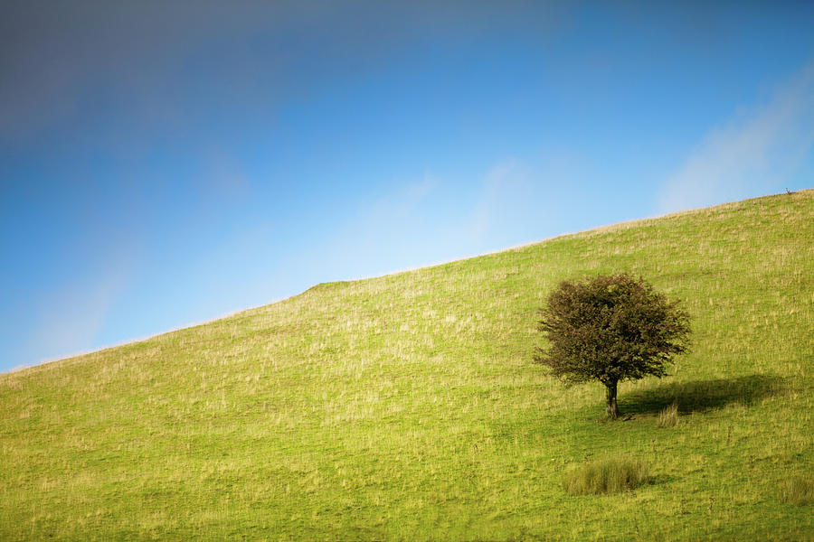 Tree On Hill Photograph by Peter Chadwick Lrps