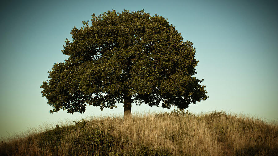 Tree On Hill Photograph by Raw Effects Photography