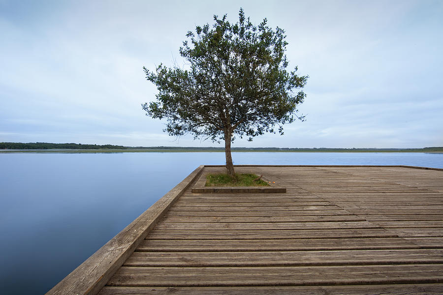 Tree On Jetty Photograph by Billy Currie Photography