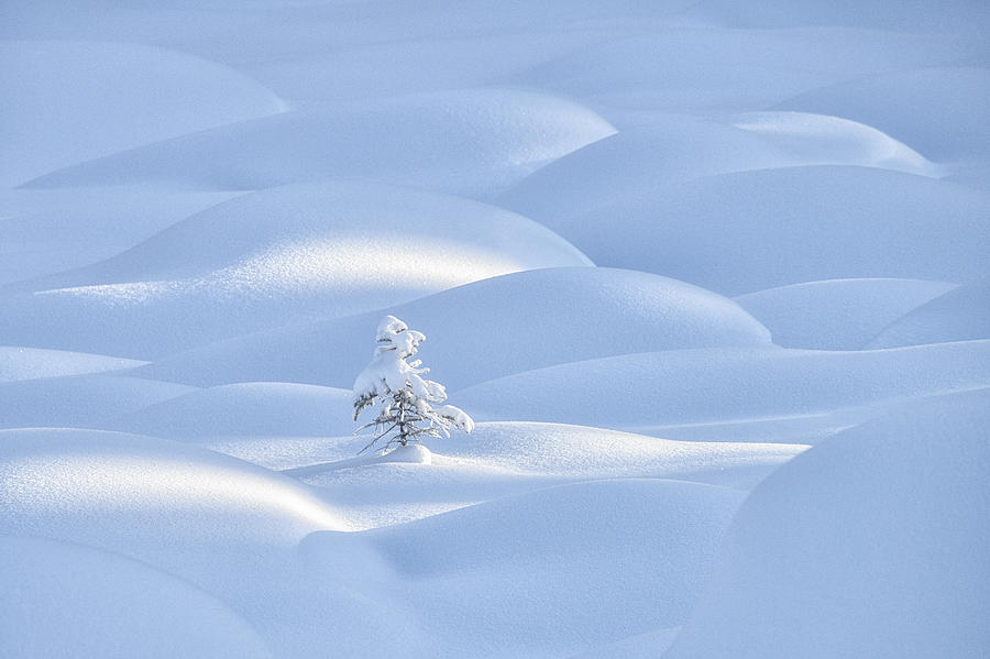Tree Photograph - Tree On Snow Hills by Emma Zhao