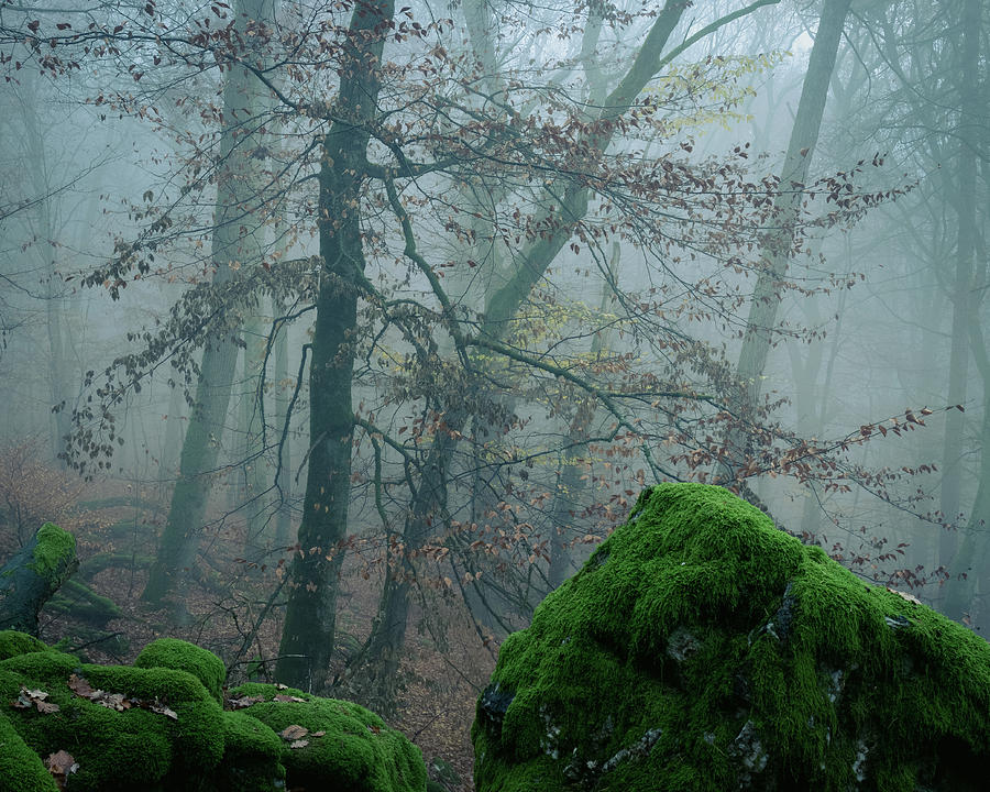 Tree on the rocks by Dalibor Hanzal Tree on the rocks by Dalibor Hanzal