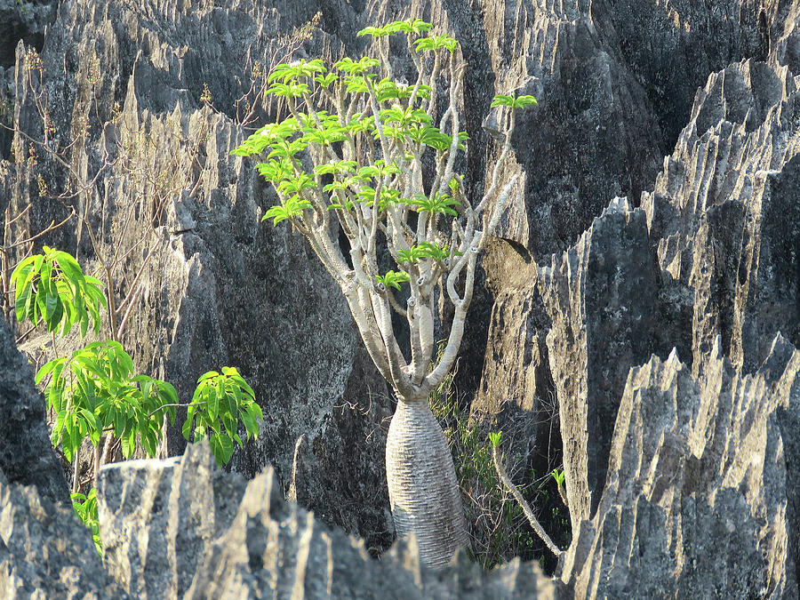Tree on the Rocks Photograph by Eric Pengelly