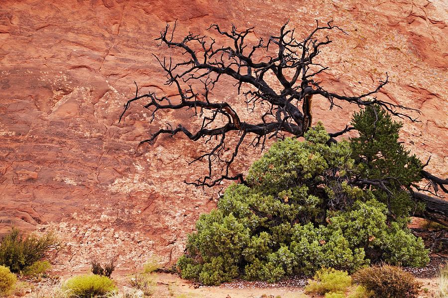 Nature Photograph - Tree Over Red Rock Background In Arches by DPK-Photo