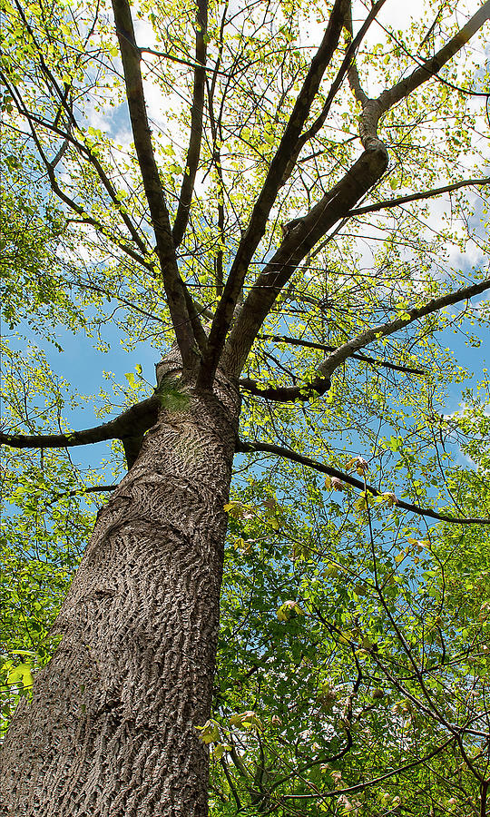 Tree Overhead Photograph by Amanda Austwick - Fine Art America