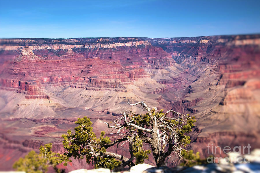 Tree overlooking Grand Canyon Photograph by Agnes Caruso