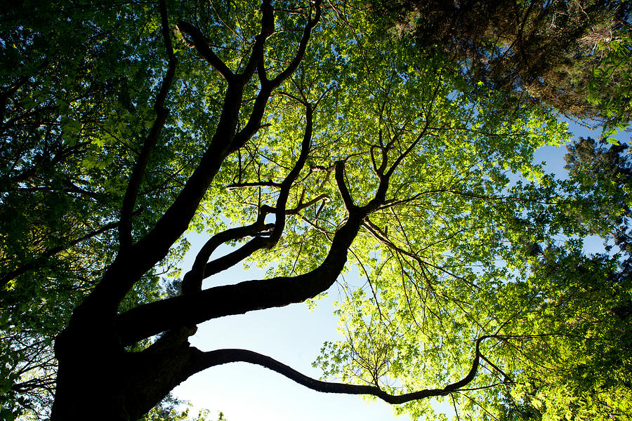 Tree Pattern - South Whidbey Island Photograph by Bill Gozansky