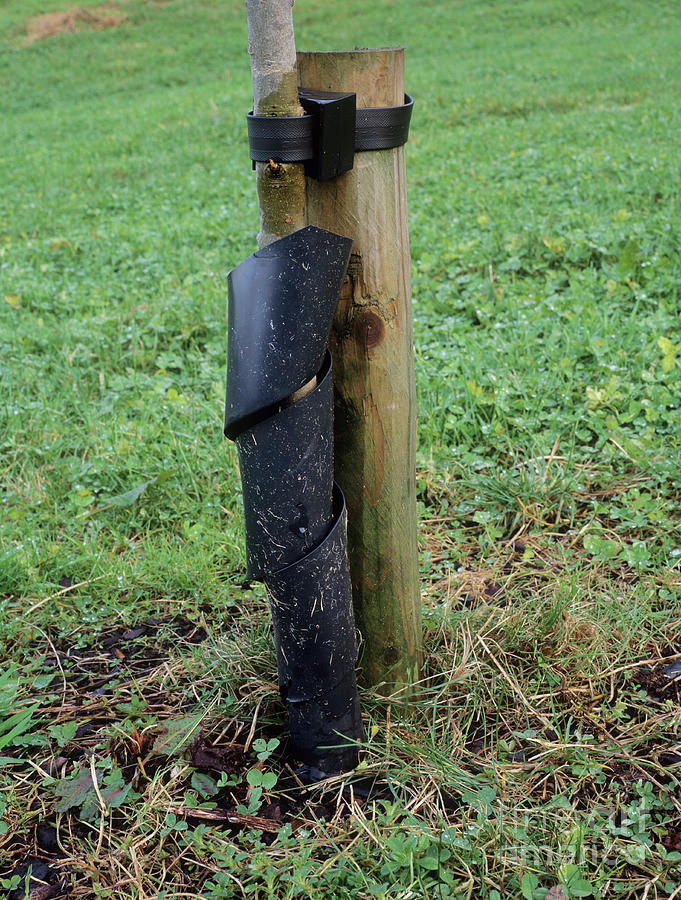 Tree Protection Photograph by Geoff Kidd/science Photo Library - Fine ...