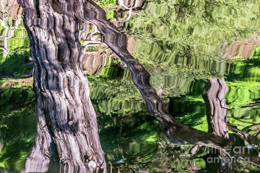 Tree Reflected Photograph
