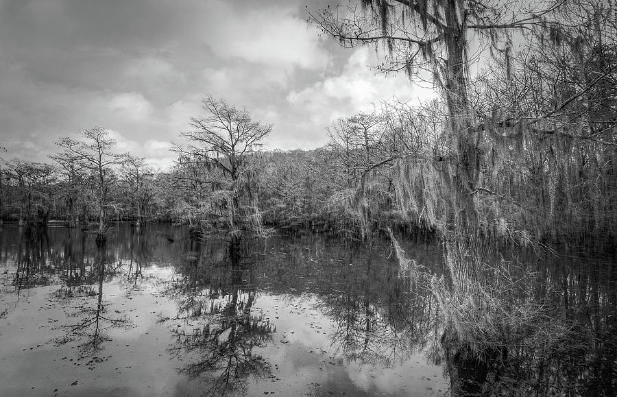 Tree Reflection #4 Photograph by David Heilman