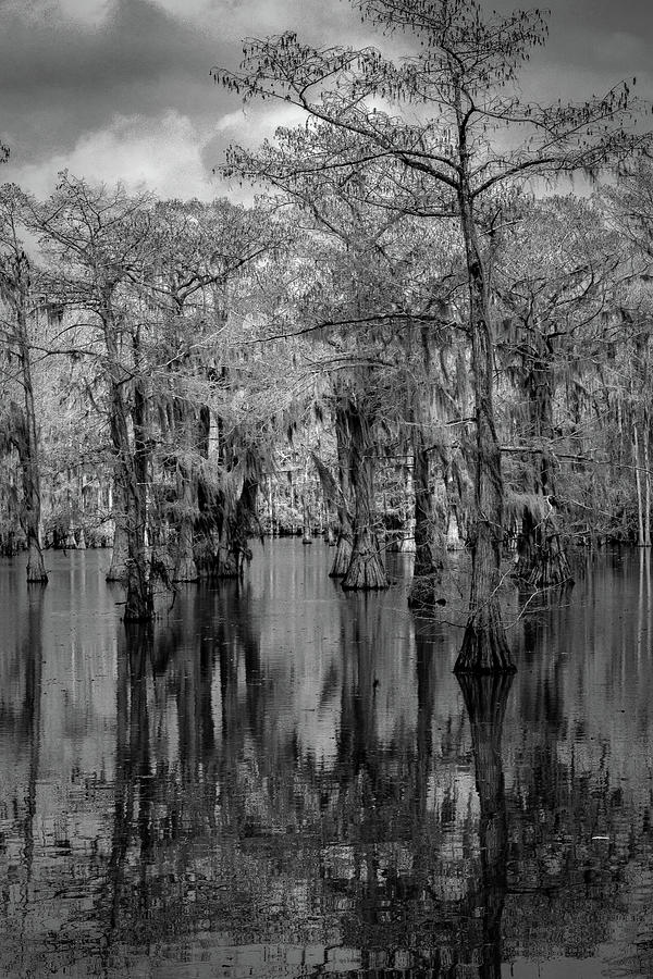 Tree Reflections #1 Photograph by David Heilman