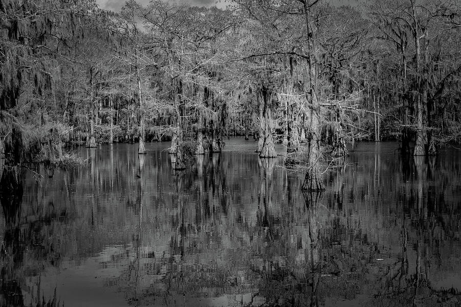 Tree Reflections #2 Photograph by David Heilman