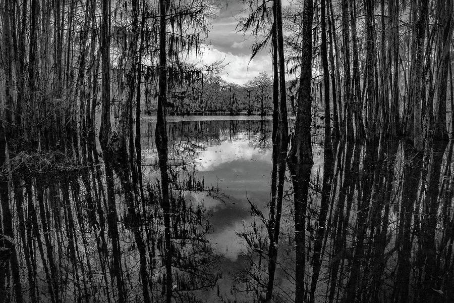 Tree Reflections #5 Photograph by David Heilman